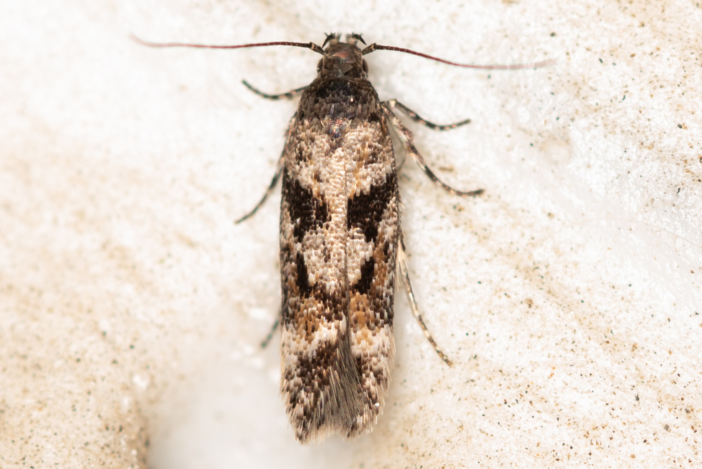 Caryocolum junctella