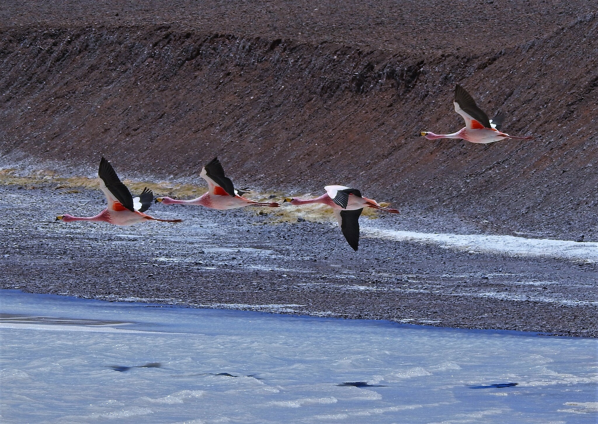 James's flamingo