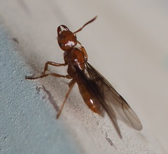 Lasius interjectus