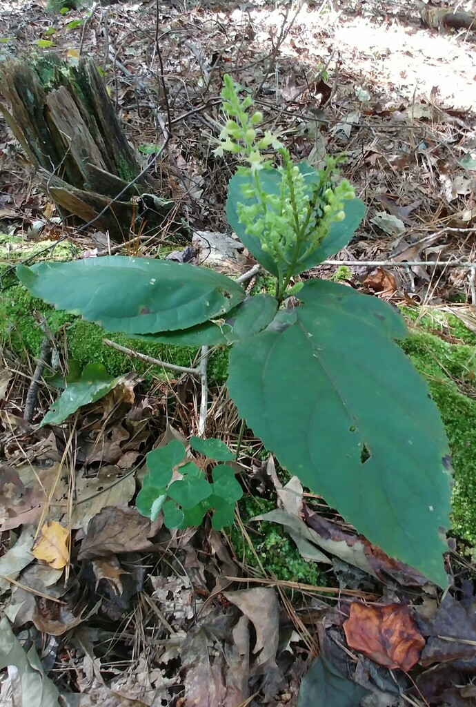 citronella horse balm from Dekalb County, GA, USA on October 14, 2022 at 0129 PM by pilgrim123