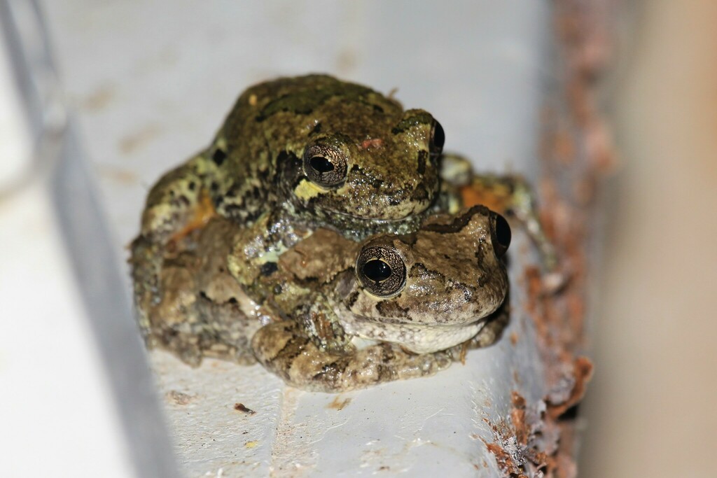 Gray Treefrog Species Complex in March 2023 by Michael Price · iNaturalist