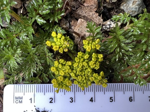 Image of Lomatium hallii by no rights reserved