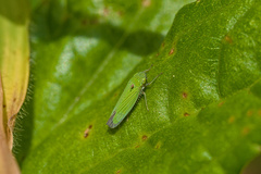 Hortensia similis image