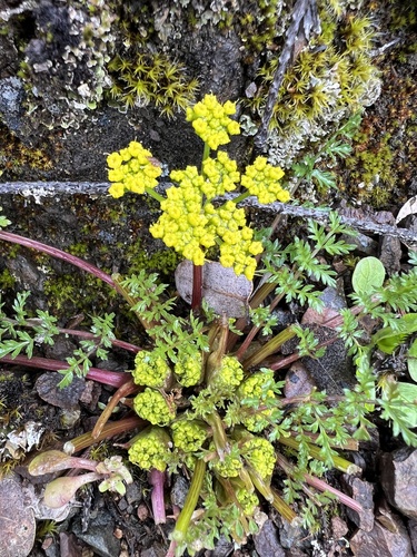 Image of Lomatium hallii by no rights reserved