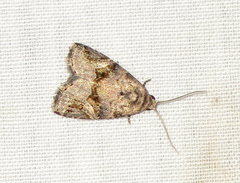 Eustrotiinae