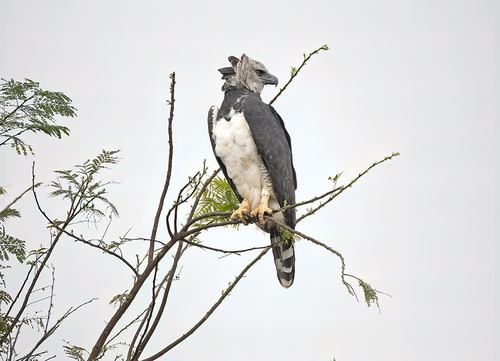 Águila Arpía (Harpia harpyja) · NaturaLista Mexico