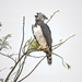 Harpy Eagle - Photo (c) Nereston (Nelinho) Camargo, some rights reserved (CC BY-NC), uploaded by Nereston (Nelinho) Camargo