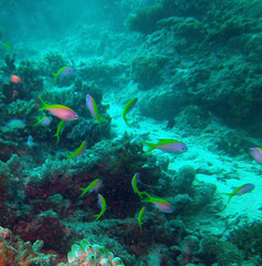 Mirolabrichthys evansi