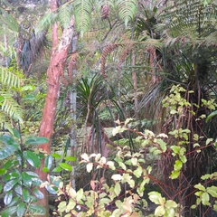 Hedycarya arborea