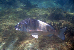 Acanthopagrus schlegelii