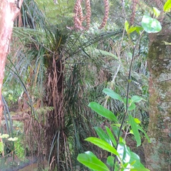 Hedycarya arborea