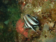 Western Talma photo 2