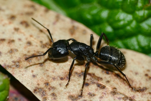 Hairy Carpenter Ant