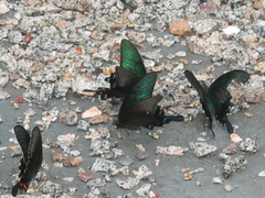 Papilio maackii
