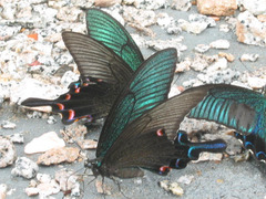 Papilio maackii