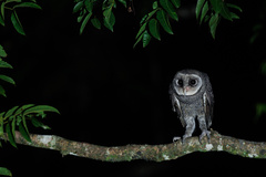 Greater Sooty Owl photo 2