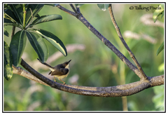 Prinia socialis