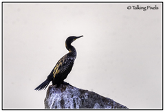 Phalacrocorax carbo