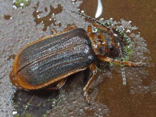 Waterlily Leaf Beetle, photo 4 of 10