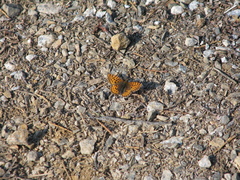 Boloria freija