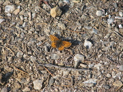 Boloria freija
