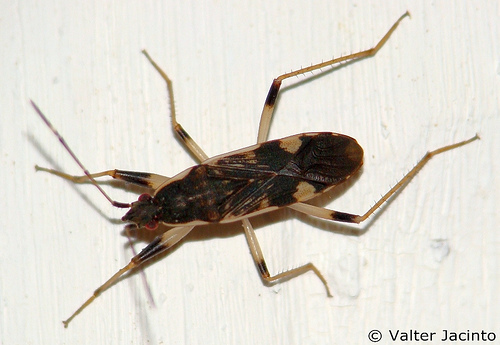 Dieuches armatipes