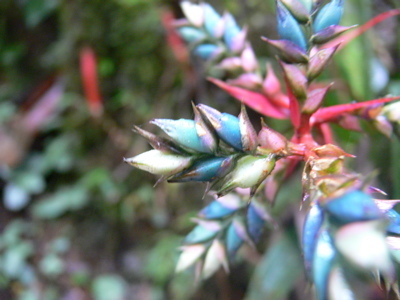 Aechmea pubescens (Aechmea pubescens)