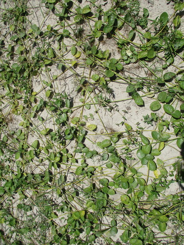 Image of Orthanthera jasminiflora by no rights reserved