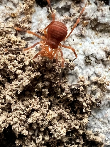 Sclerobunus nondimorphicus photo 5