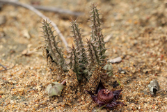 Ceropegia polita image