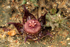 Ceropegia polita image