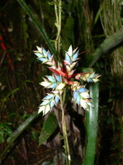Aechmea pubescens