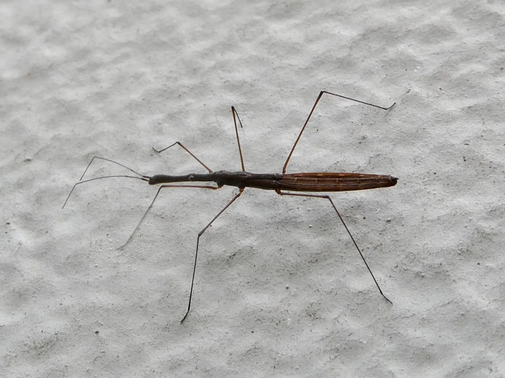 Common Water Measurer from 9742 PX Groningen, Netherlands on March 24 ...