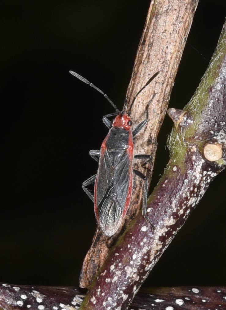 Arocatus elegantulus