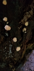 Fuligo cinerea