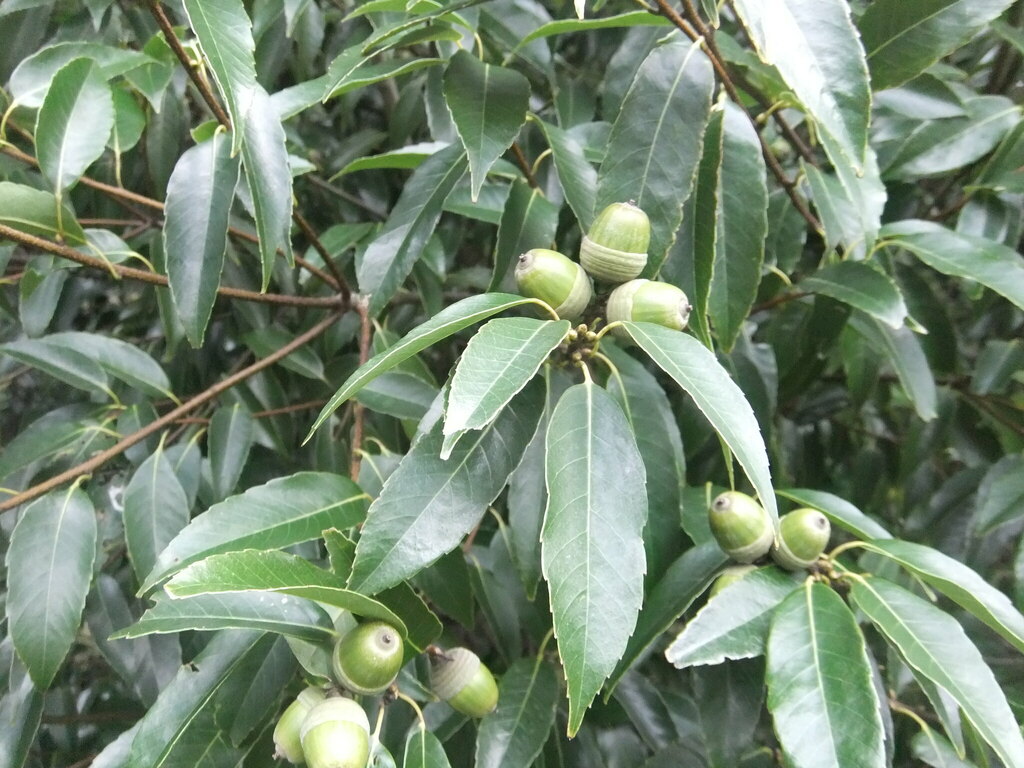 Chinese Evergreen Oak From 日本、〒151 0052 東京都渋谷区代々木神園町 On September 22