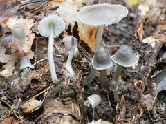 Mycena robusta