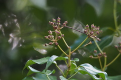 Hedera rhombea