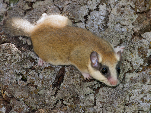 Eurasian Forest Dormouse, Камышинский р-н, Волгоградская обл., Россия, photo 9 of 10