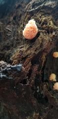 Fuligo cinerea