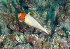 Cetoscarus ocellatus