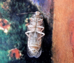 Panchlora cahita
