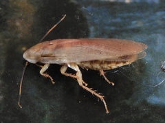 Panchlora cahita