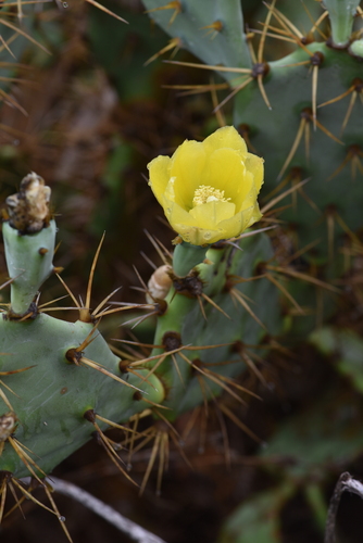 Opuntia image