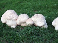 Calvatia lilacina