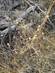 Gilia capitata abrotanifolia