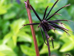 Eysarcoris guttigerus