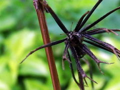 Eysarcoris guttigerus