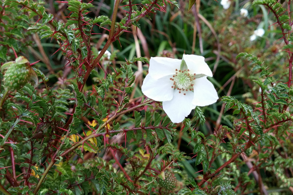 (Rubus papuanus) - Botanical Realm