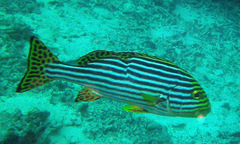 Plectorhinchus vittatus